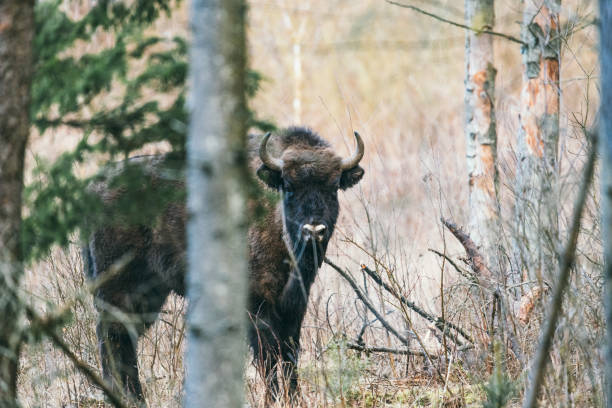 istock European bison standing in autumn forest 1303655436