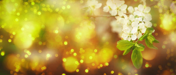 istock Spring blossom background. Beautiful nature scene with tender white flowers blooming tree in sunny day. Banner with copy space 1303655916