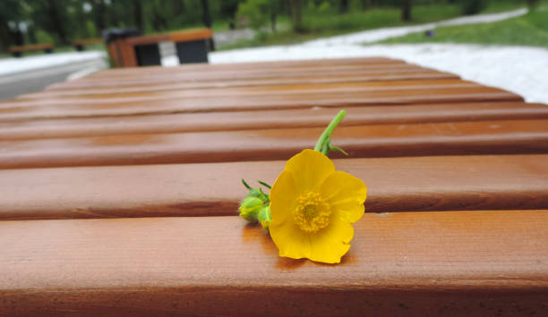 istock yellow flower on red-brown boards 1303656995