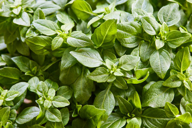 istock Close up of fresh Basil Piccolino 1303657068