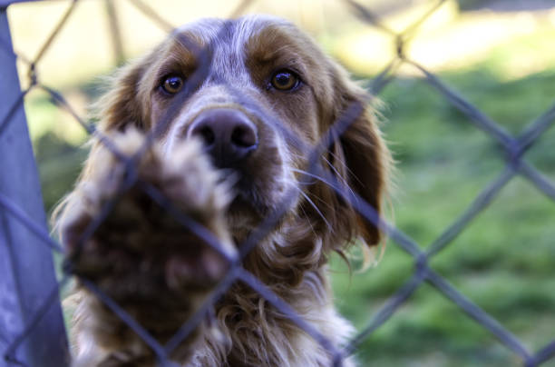 Dog in kennel