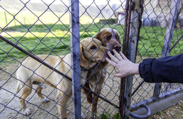 istock Dog in kennel 1303657583