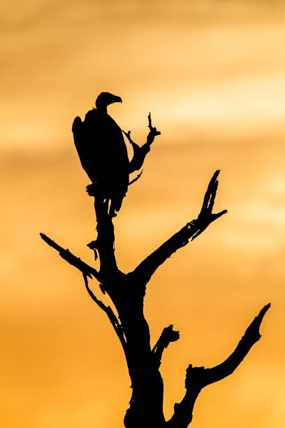 istock Lone White-backed Vulture silhouette over the African bush 1303658597