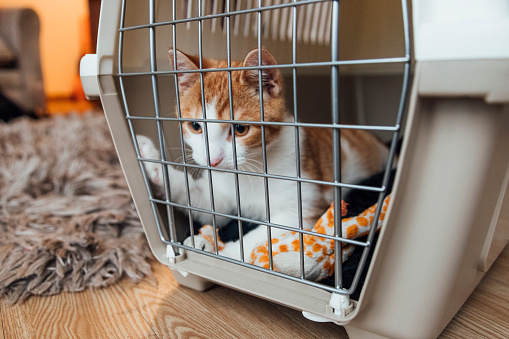 Ginger cat sitting in a cat carrier after being injured in the North East of England.