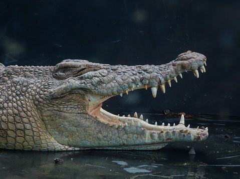Crocodile's open jaw