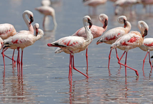 Lesser Flamingo Lesser Flamingo (Phoeniconaias minor) group of adults in shallow water"n"nLake Nakuru NP, Kenya             October lake nakuru national park stock pictures, royalty-free photos & images