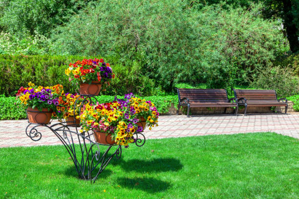 Decorative  spring flowers viola cornuta in vibrant violet and yellow color, purple yellow pansies in flower pot.