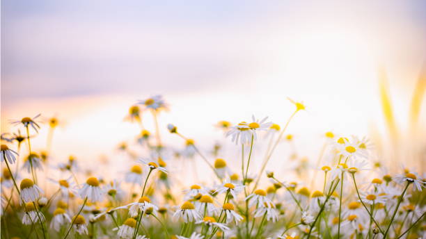 istock Beautiful Field with Flowers 1303661524