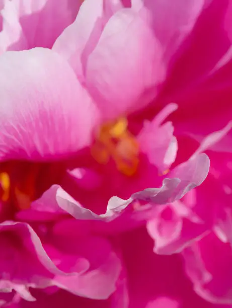 Pink pion petal background. Peony plant. Springtime. Vertical photo.