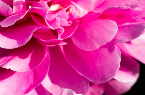 istock Pink pion petal background. Peony plant. Spring flowers 1303662996