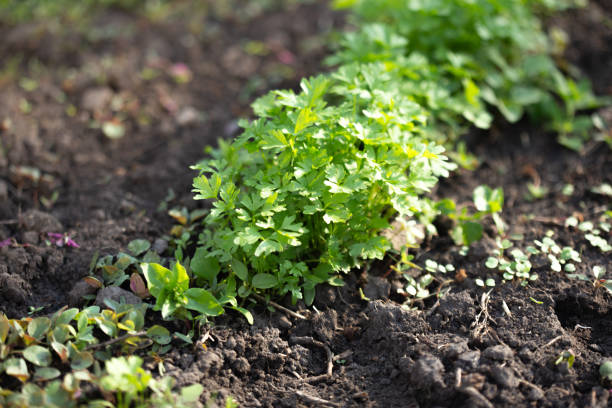 istock Spring young garden parsley growing on soil. Flat leaf parsley in garden row in spring. Sunlight. 1303663039