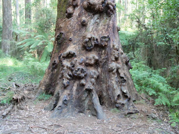 istock Gnarled old trunk of a rainforest tree in Tasmania, Mount Fields National Park. 1303663782
