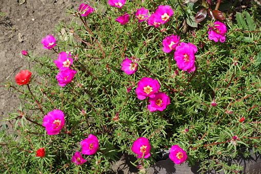 Numerous magenta colored and red flowers of Portulaca grandiflora in July