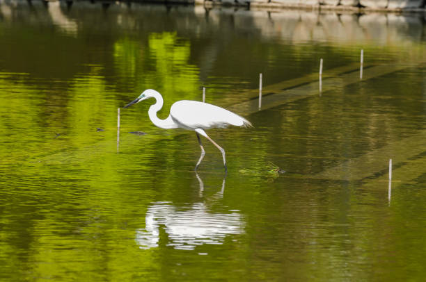 Great White Egret (Ardea Alba) fishing in the Water of a Temple in Japan