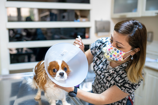 Female Vet Puts a Neck Cone on the Cavalier King Charles Spaniel