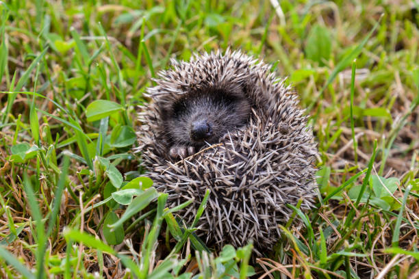 istock European Hedgehog Mammal Animal 1303664326