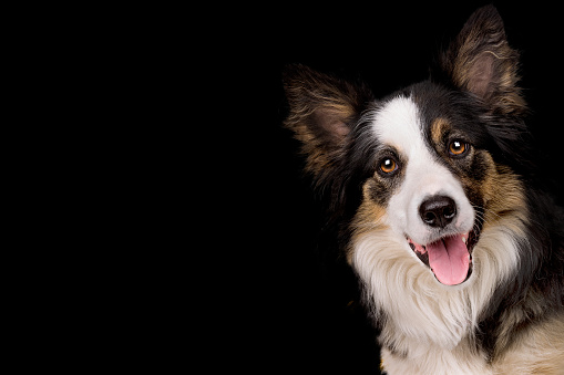 portrait of a border collie sheep dog isolated on a black background