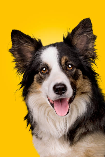 istock portrait of a border collie sheepdog 1303664510