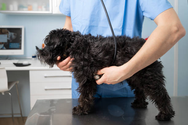 veterinary, examining a dog , with stethoscope at clinic. high quality photo - doctors office examination room examination table office imagens e fotografias de stock