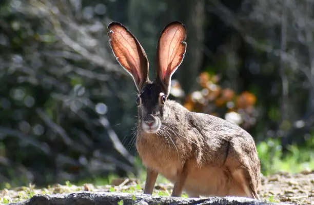 Cute Black Tailed Jack Rabbit Resting In A Secluded Meadow In Northern California