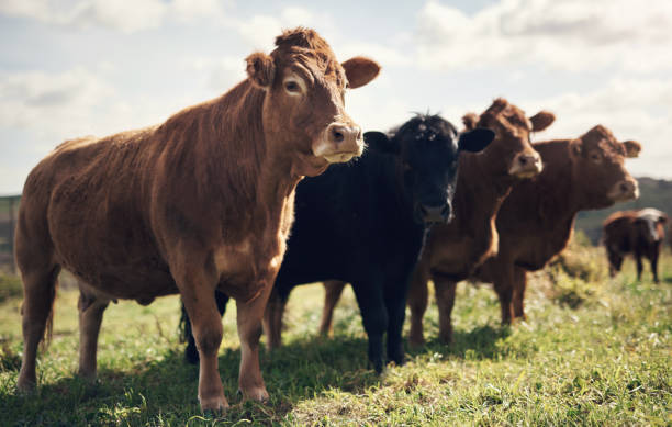 istock It's no wonder they call us legen-dairy 1303666695
