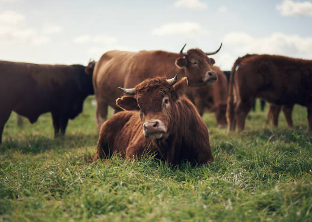 istock Hanging out with my favourite herd 1303666696