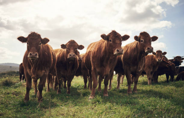 istock Keeping on mooooving until you get to the greener grass 1303666707