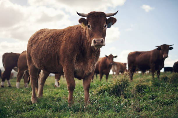 'manada' que estaba buscando un ganado magnífico - vacas fotografías e imágenes de stock