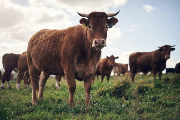 abbiamo 'mandria' stavi cercando dei magnifici bovini - farm cow foto e immagini stock