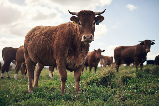 two young bulls on a green meadow