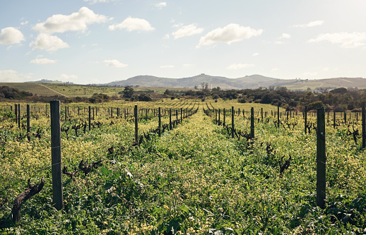 Shot of luscious green plants growing on a farm