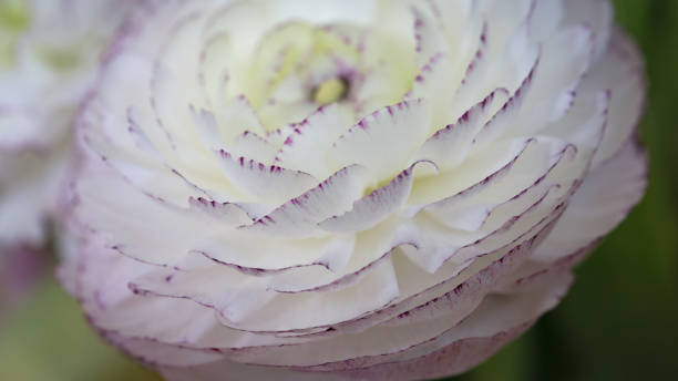 istock Ranunculus Asiaticus flower head side view close-up 1303667333