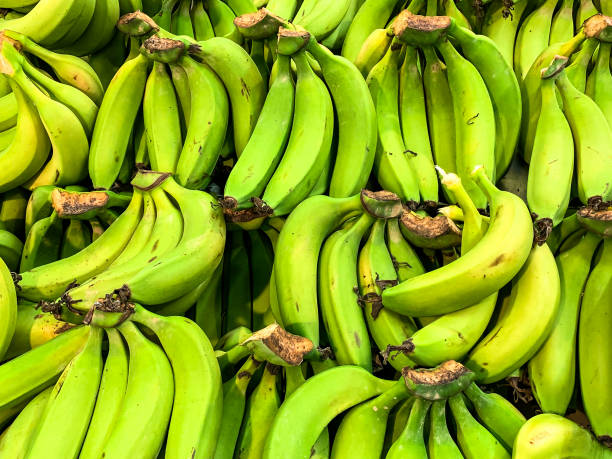 istock Large green bananas on a rack in a supermarket 1303668209