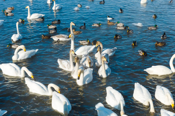 istock Swans swimming in water in a lake 1303668281