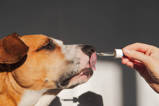istock Dog taking hemp oil from dropper. 1303671807