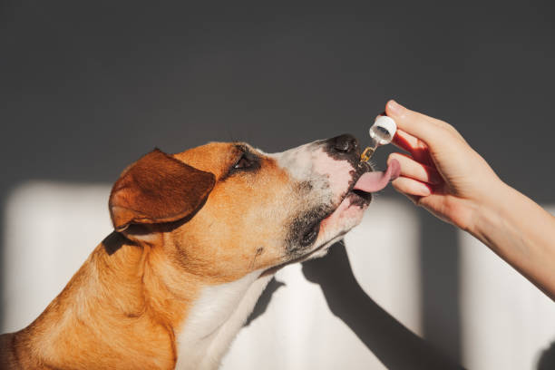 Dog taking essential oil from dropper. Nutritional supplements, calming products, cbd or thd oils for pets cannabidiol stock pictures, royalty-free photos & images
