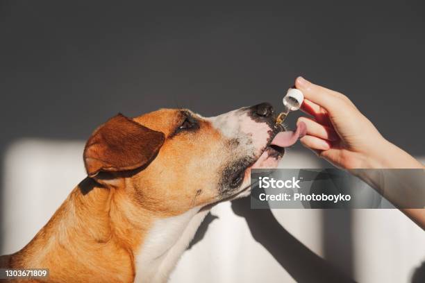 Dog Taking Essential Oil From Dropper Stock Photo - Download Image Now - Dog, Cannabidiol, Pets