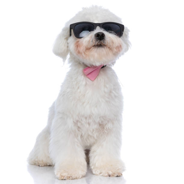 istock adorable bichon dog sitting on white background 1303671821