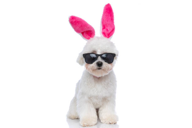 istock sweet bichon dog wearing pink bunny ears 1303671893