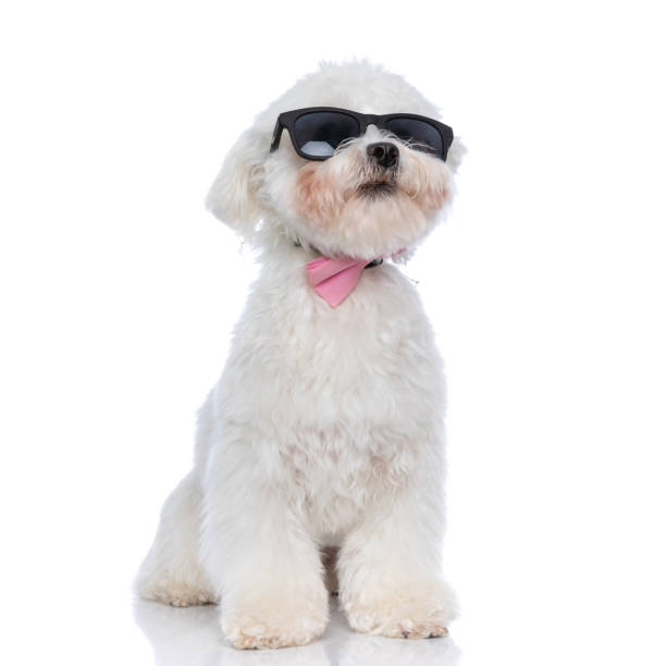 istock cool adorable bichon dog wearing a pink bowtie 1303672094