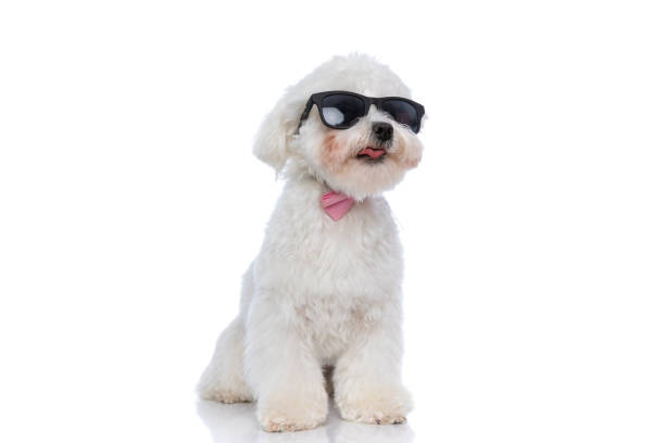 istock cool bichon dog wearing a pink bowtie and sunglasses 1303672143