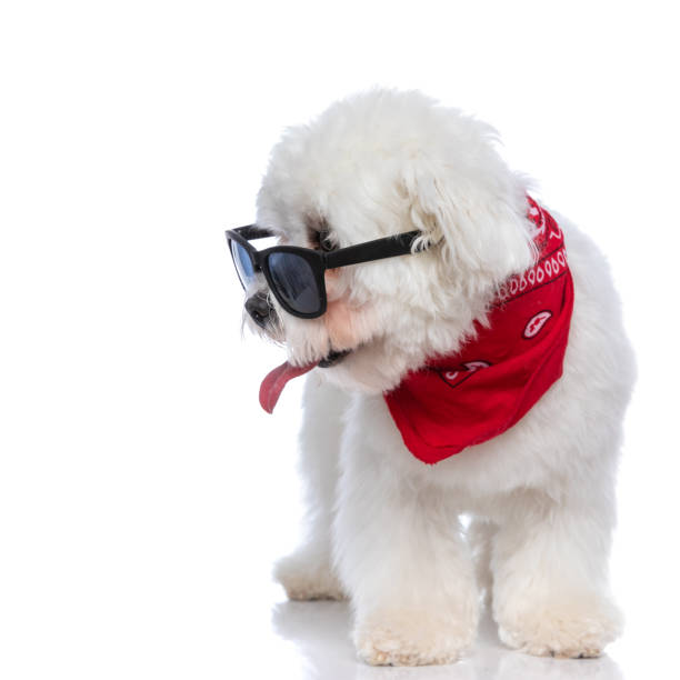 istock sweet bichon dog looking to his side 1303672162
