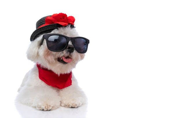 istock adorable cool bichon dog wearing a red bandana 1303672841