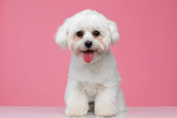 istock beautiful bichon dog panting and sitting 1303672937