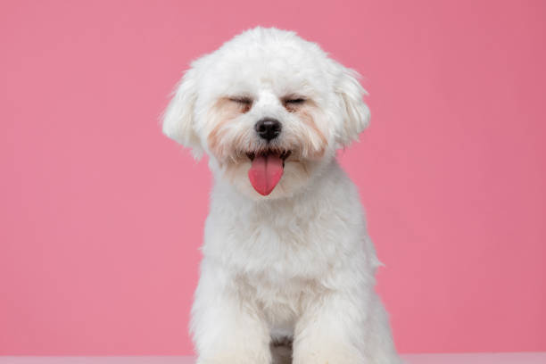 istock adorable bichon dog making fun of us 1303672947