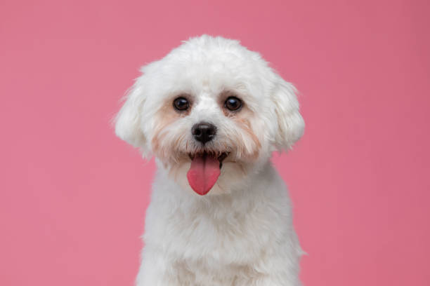 istock beautiful bichon dog with big shiny eyes 1303672970