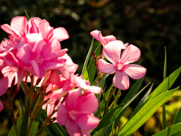 istock Bunch of Pink Oleander Flowers Blooming 1303672984
