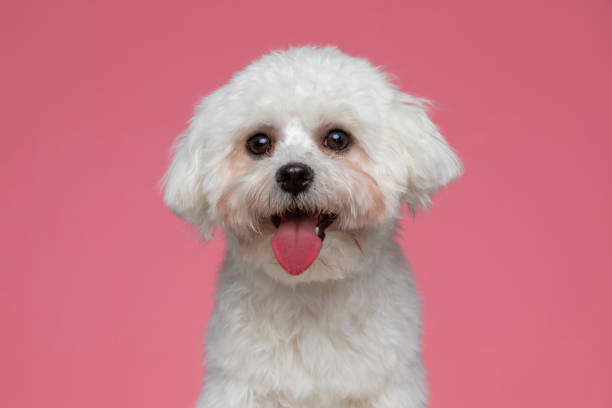 istock cute bichon dog sticking his tongue out 1303672986