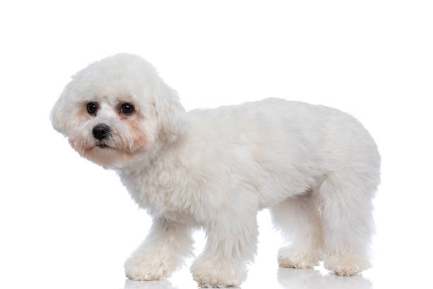 istock cute bichon dog looking away and standing 1303673057
