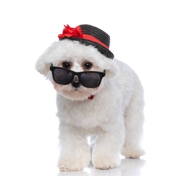 istock adorable bichon dog walking towards the camera 1303673286